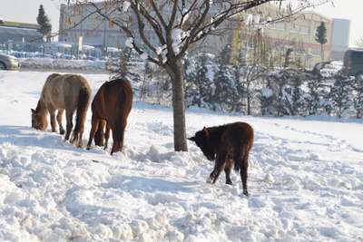 Sahiplerinin araziye bıraktığı atlar karda aç kaldı