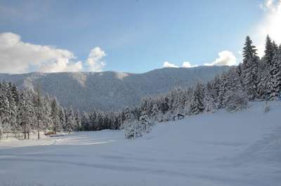 Artvin'de yaban hayvanları için doğaya yiyecek bırakıldı