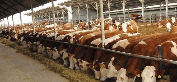 ESK, 60 bin baş sığır ithal edecek