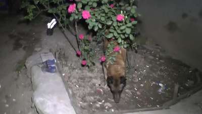 Polis köpeği 'Alfa' gül ağacının dibindeki uyuşturucuyu buldu