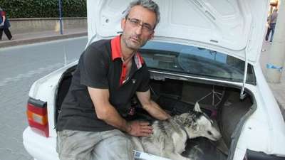 Dört günde 3 köpeği zehirlediler