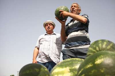 Adana'da ilk karpuz hasadı