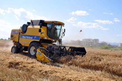 Çukurova'da buğday hasadı başladı