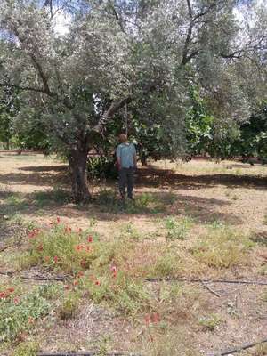 İzinli mahkum, kendini zeytin ağacına astı