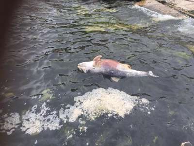 Gemlik’te yunus ölüsü kıyıya vurdu