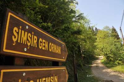 Kaçkar Dağları'nda şimşir ormanları kuruyor