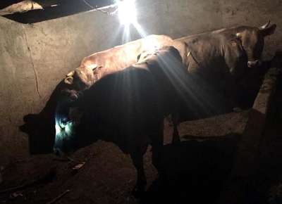 Ahırda boğaların saldırdığı bakıcı öldü