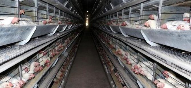 Alman firma Mardin’de 70 tavuk çiftliği kuruyor