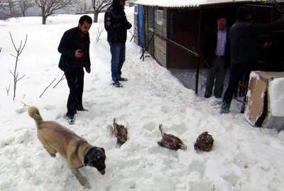 Kahramanmaraş'ta kar tavukları telef etti
