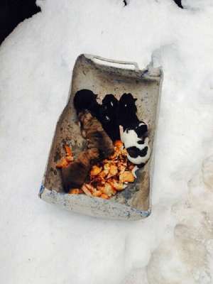 4 günlük 6 yavru köpeği donmaktan kurtarıldı