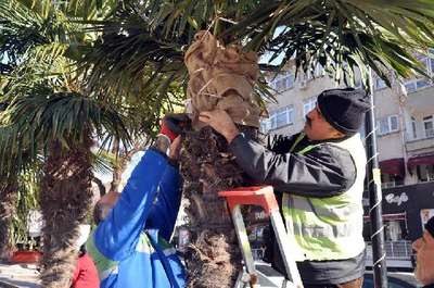 Palmiyelere örtü, sokak hayvanlarına yem