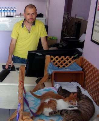İnternet kafe kedilerin evi oldu