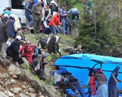 Ayder Yaylası'nda arenada boğa ve pasta savaşı