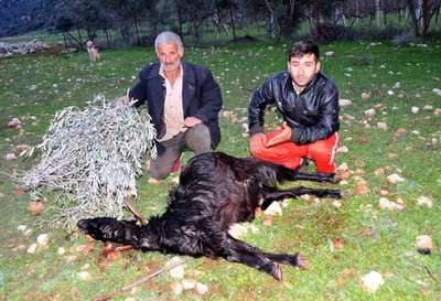 Keçiler zehirlenerek öldü iddiası
