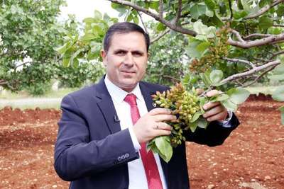 Antepfıstığında rekor rekolte beklentisi