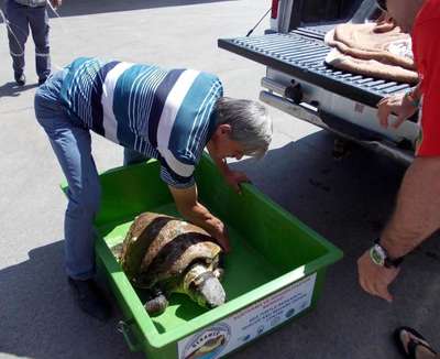 Bodrum'da yaralı caretta caretta bulundu