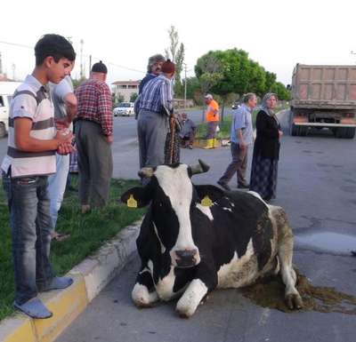 Büyükbaş hayvanına otomobil çarptı, bayıldı