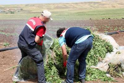 Diyarbakır'da 24 bin kök kenevir ele geçirildi