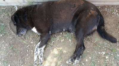 Köpekleri tavuk etiyle zehirlediler