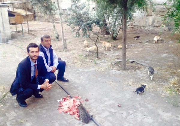 MHP milletvekili adayları sokaktaki kedileri topladı