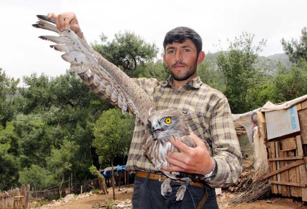 Ormanda bulduğu yaralı şahini tedavi etmeye çalışıyor