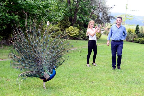Doğapark'ta tavus kuşlarının görsel şöleni