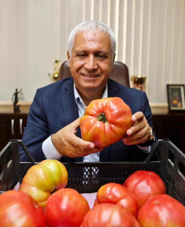 Dev domatesler elde kaldı