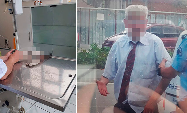 3 aylık kediye tecavüz eden kişi tutuklandı
