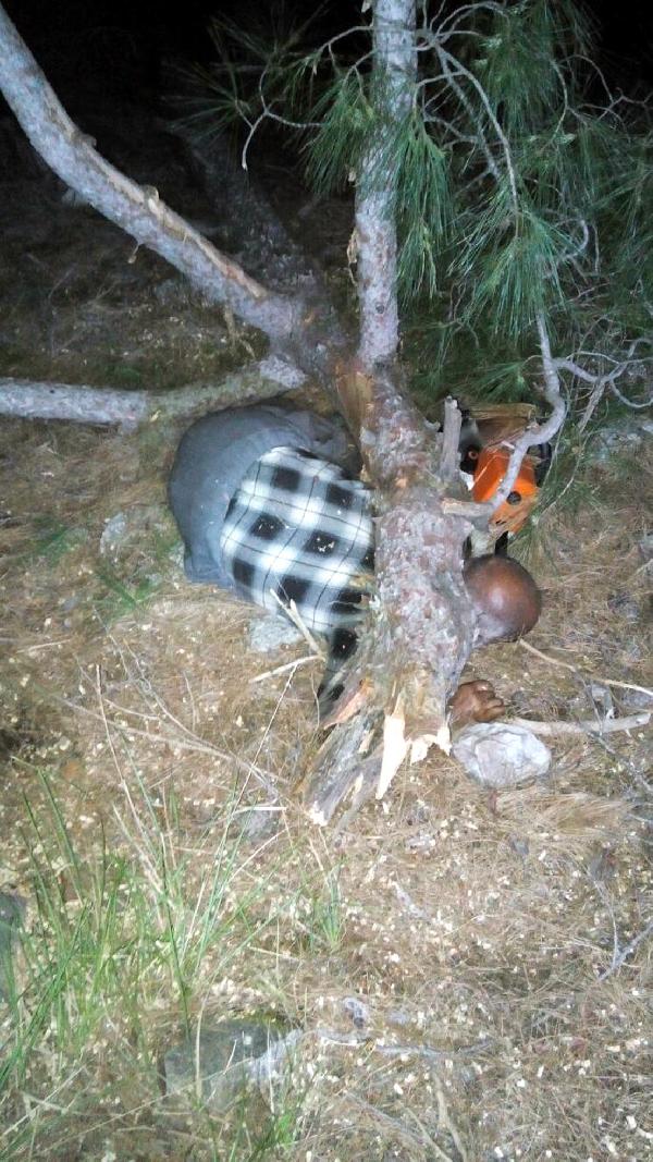 Kestiği ağacın altında öldü