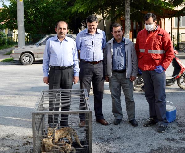 Elektrik direğine sıkışan tilki yavruları ve baykuş kurtarıldı