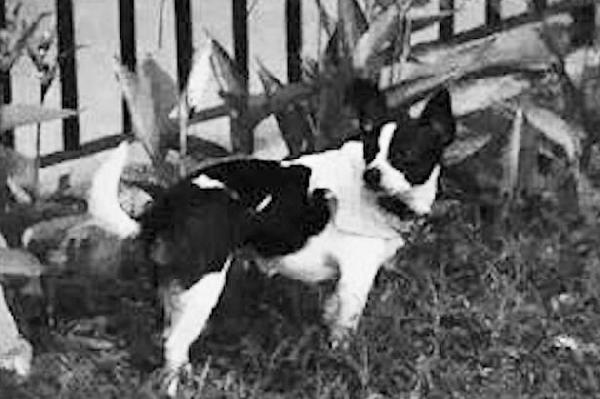 Kayıp köpeğini bulana 1 buçuk milyonluk evini verecek