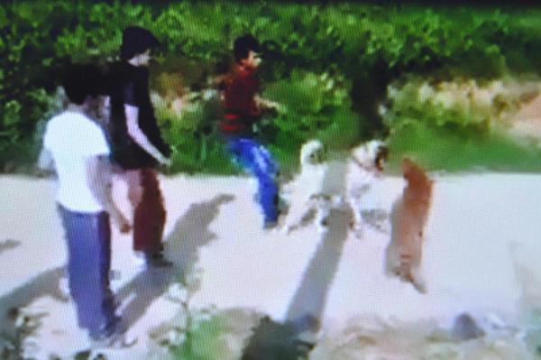 Köpek dövüştürenlere 15 bin lira ceza kesildi