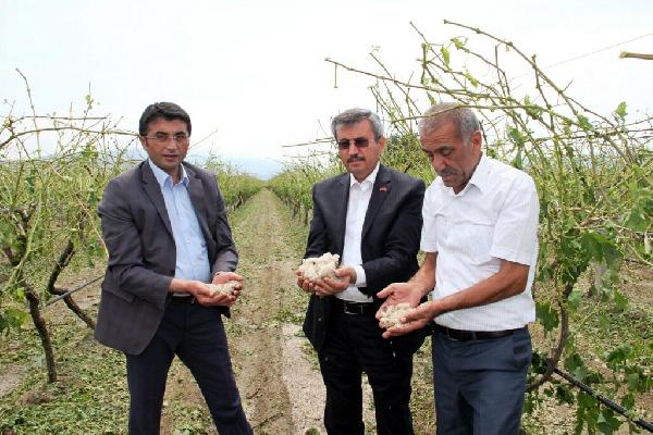 Bağları yağmur ve dolu vurdu (2)