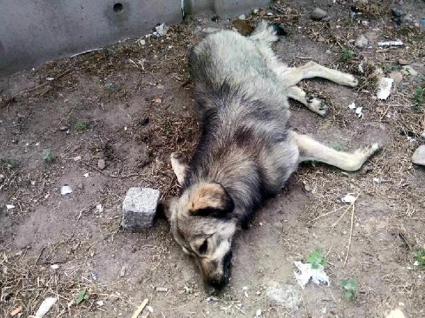 Bergama'da 22 köpeğin itlafı protesto edildi