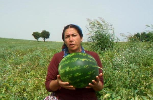 Karpuz tarlada 35 kuruşa düştü