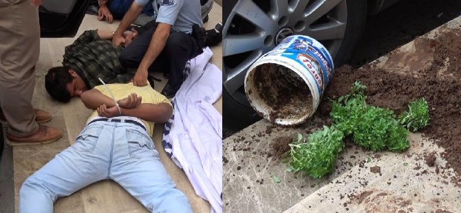 Polis, sarmalık yaprağı uyuşturucu sandı