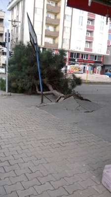 Samsun'da şiddetli rüzgar ağaçları devirdi