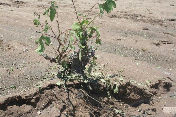 Sel ve dolu, Nevşehir’de çiftçiyi vurdu