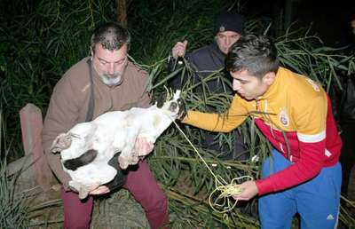 Sokak köpeklerini av tüfeğiyle yaraladılar