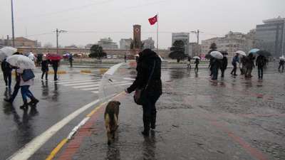 Sokak köpeğine şemsiye tuttu