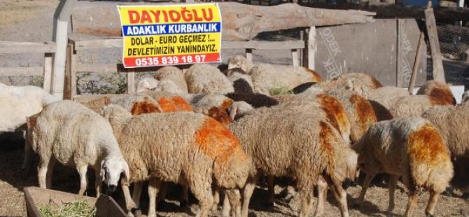 Döviz veren gurbetçiye kurban yok