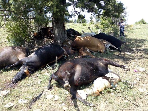 Ağaca yıldırım düştü, 15 büyükbaş hayvan telef oldu