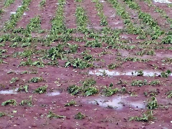 Kayseri'de dolu ekili arazilere zarar verdi