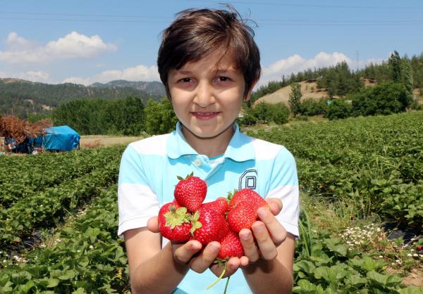 Kahramanmaraş'ta çilek tarla günü