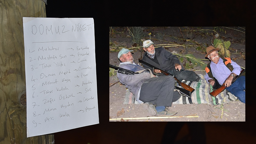 İhtiyar delikanlılar domuz nöbetinde