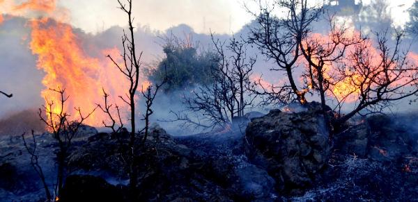 Bodrum'da tarım arazisinde yangın