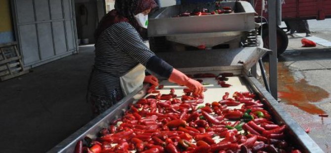İnegöl’den Hollanda’ya bin 200 ton salça