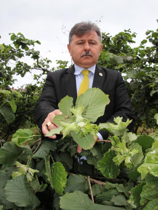 Fındıkta küllenme hastalığı üreticiyi tedirgin ediyor