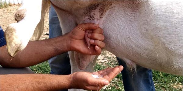 Bu teke günde 350 gram süt veriyor