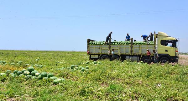 Karpuz fiyatı tarladan sonra halde de düştü